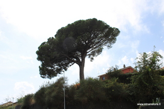 Pino di Milo